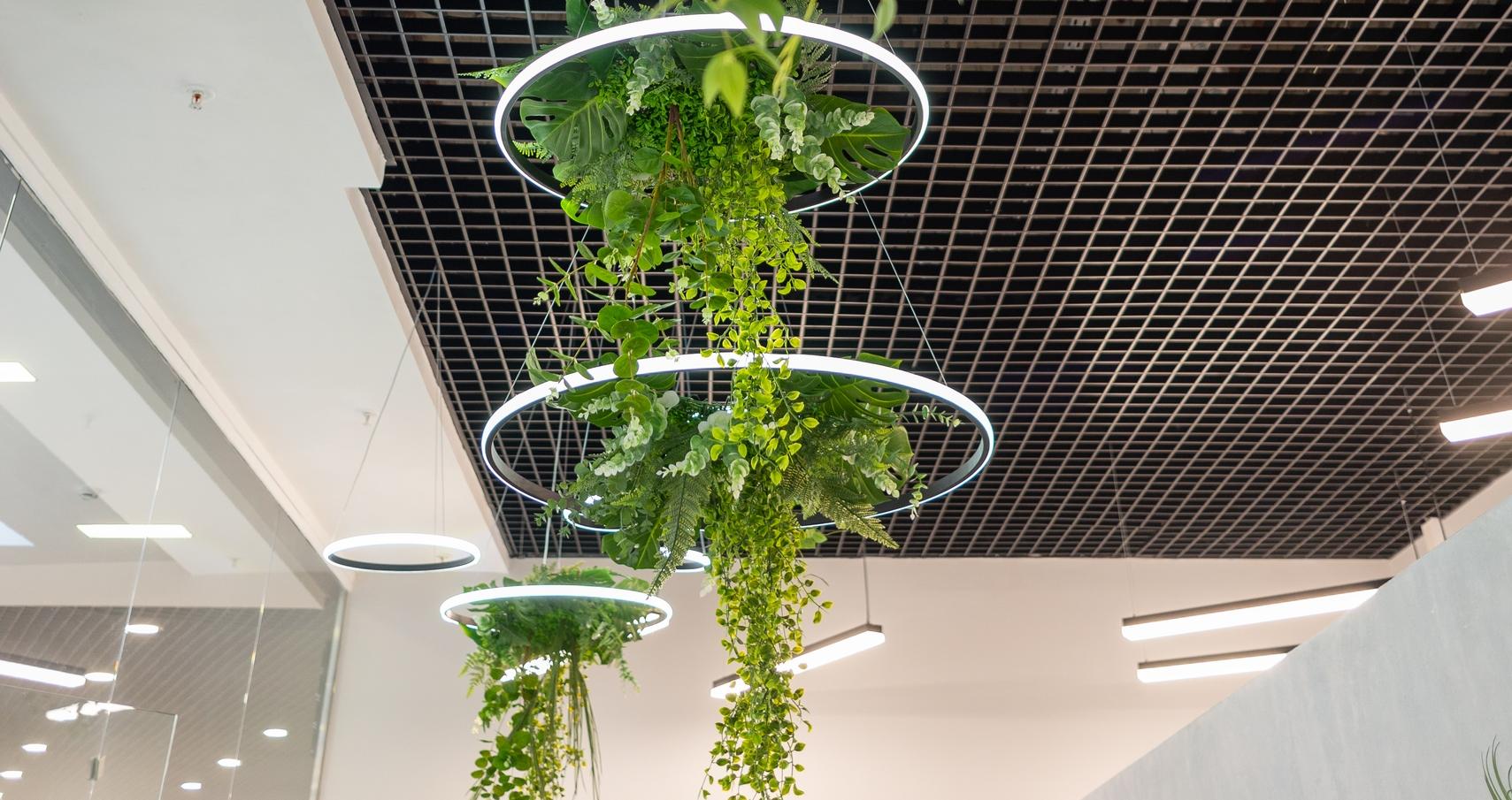 Зеленый оазис с серией "RINGOLIGHT"